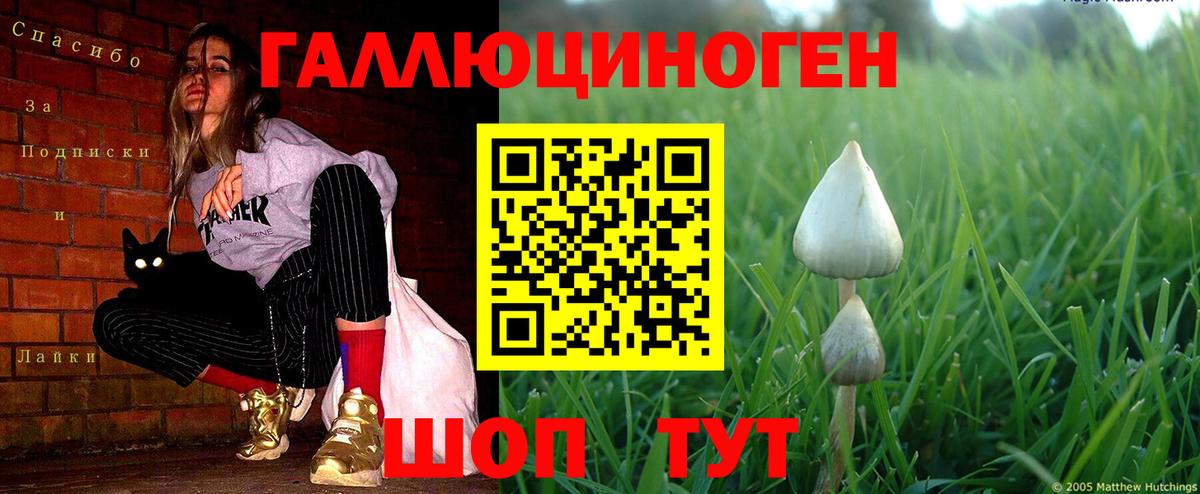 купить наркотик  Галлюциногенные грибы Cubensis  Вход с VPN  Абинск 