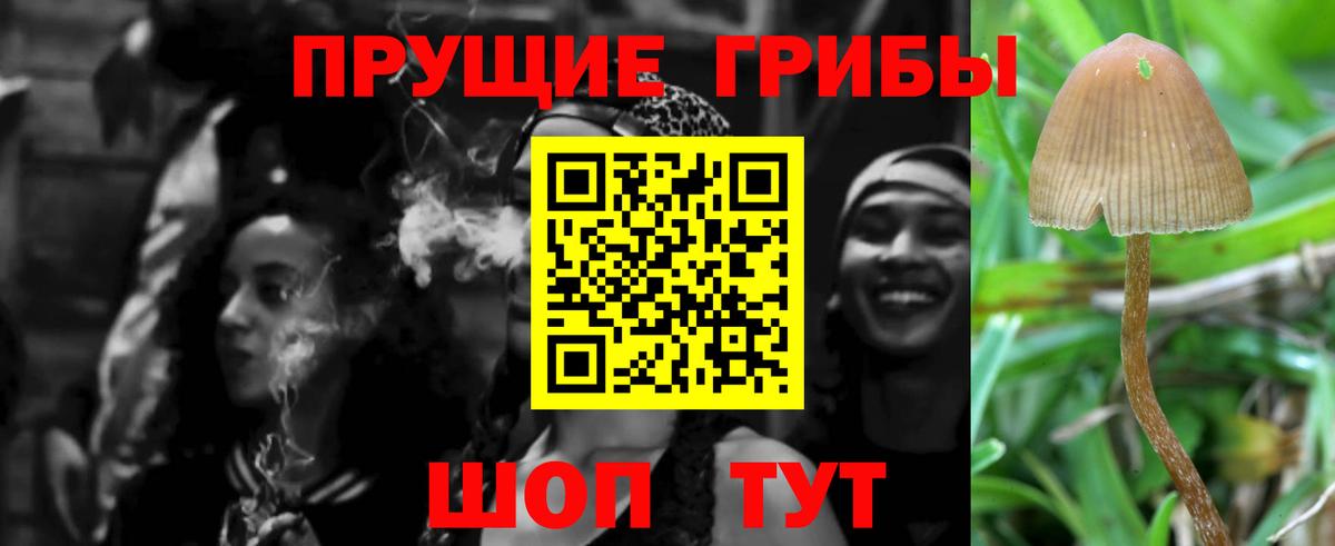 Псилоцибиновые грибы Psilocybine cubensis Абинск